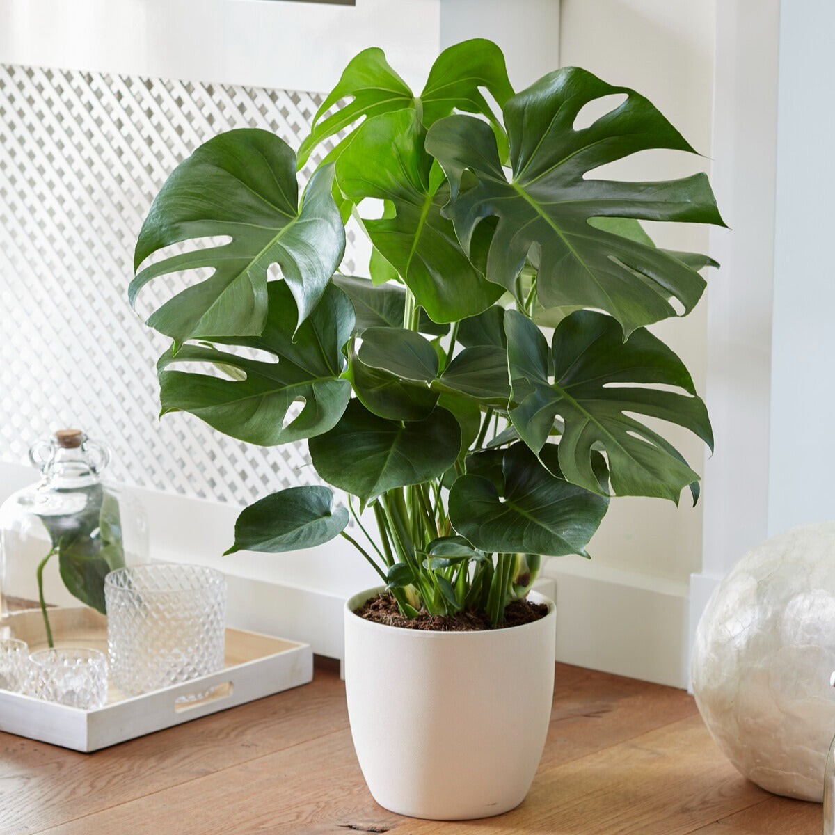 Verkauf Monstera deliciosa - Monstera deliciosa
