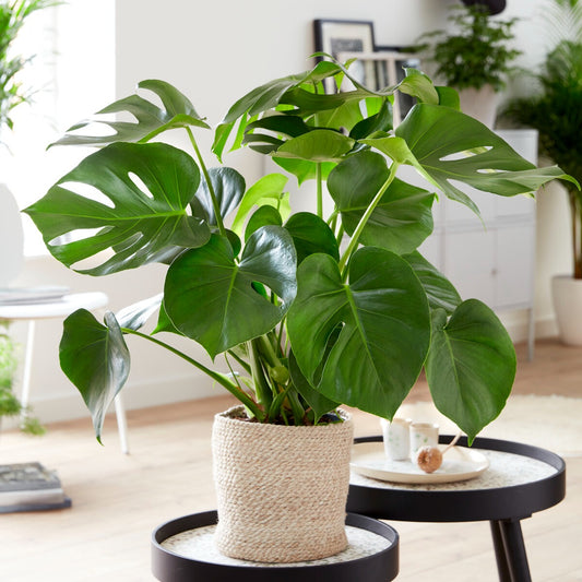 Monstera deliciosa - Bakker