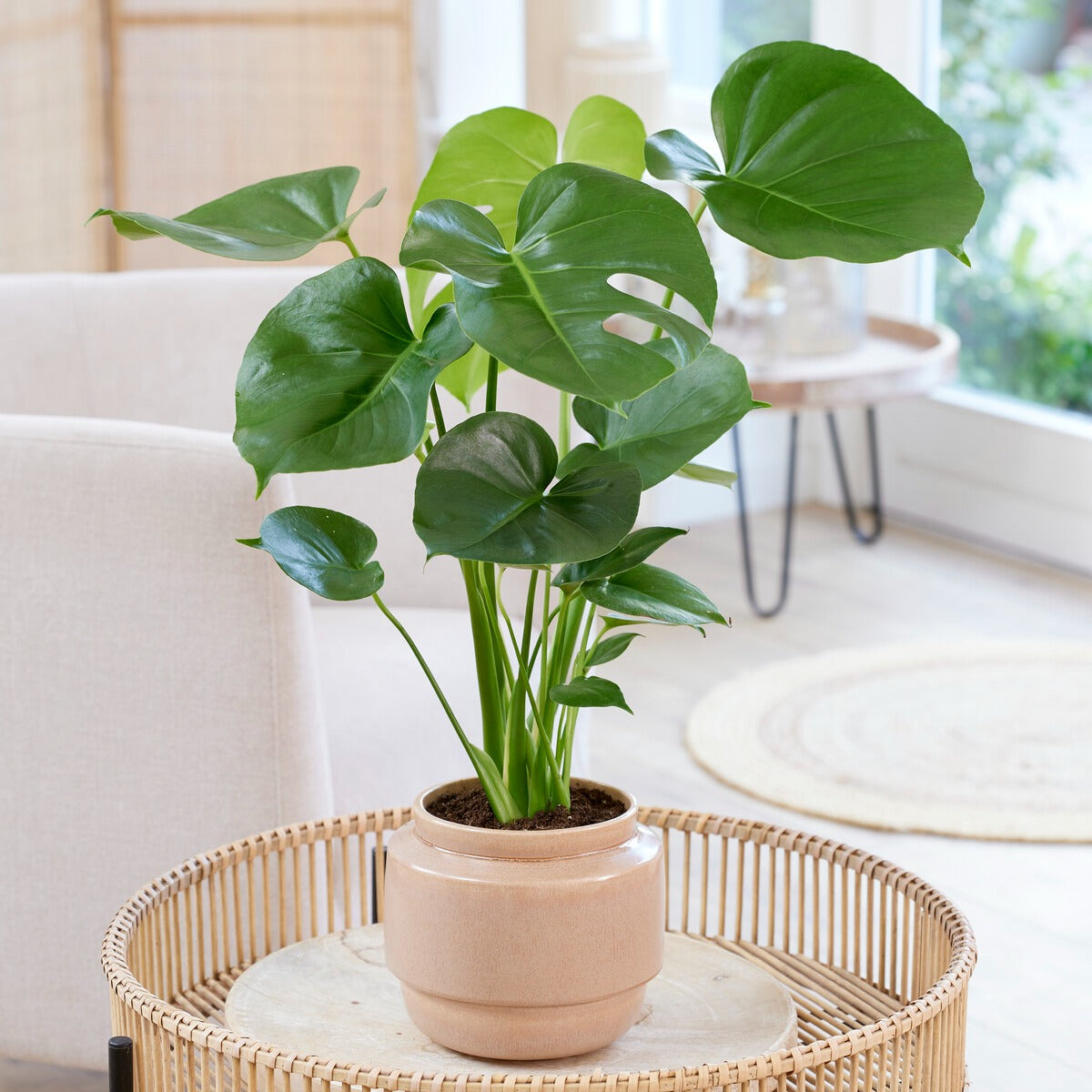 Monstera deliciosa - Monstera deliciosa - Bakker