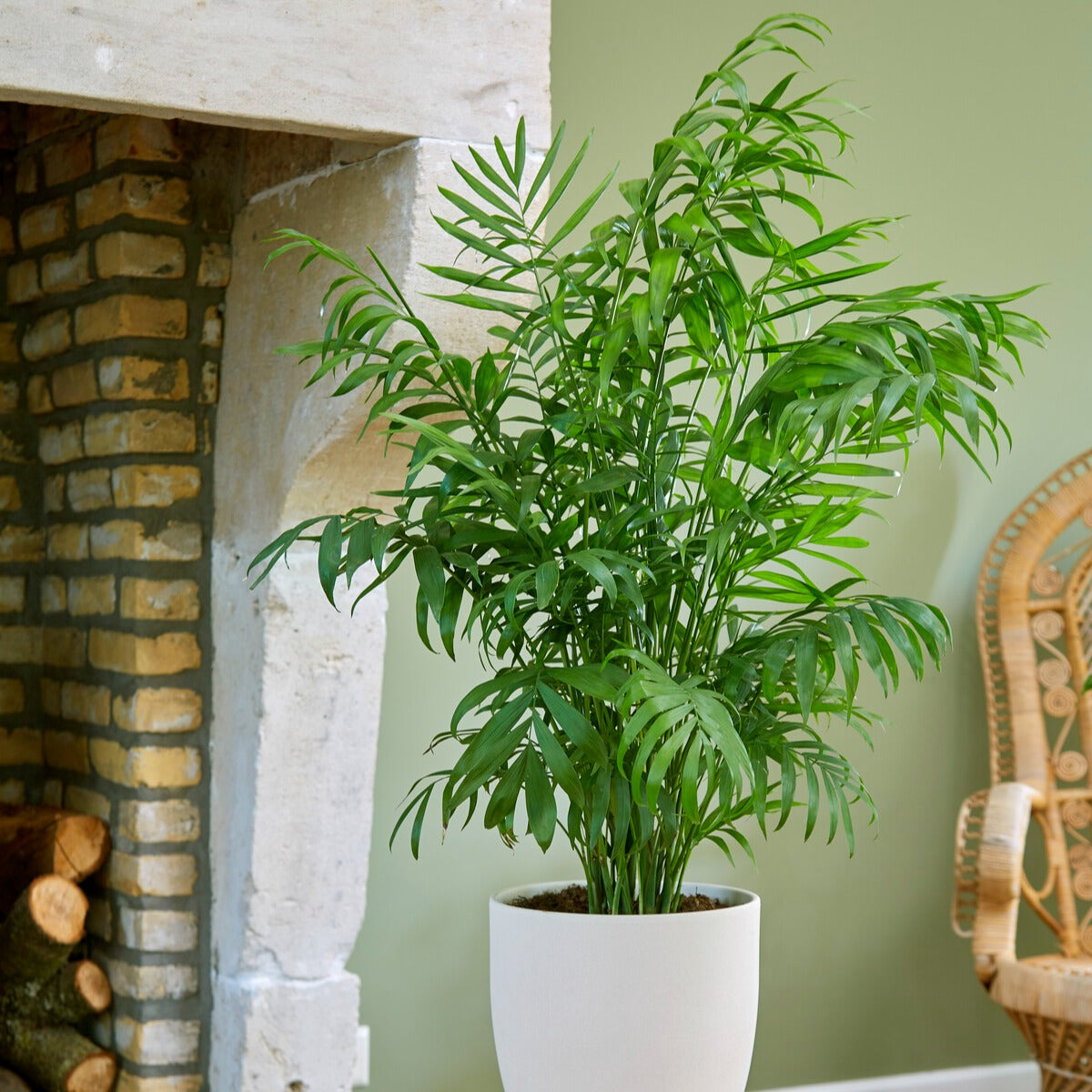 Chamaedorea elegans - Bergpalme - Zimmerpalmen