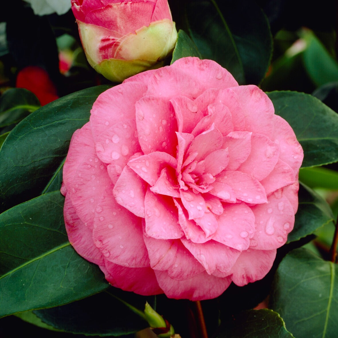 Verkauf Japanische Kamelie ‘Mathotiana Rosea’ - Camellia Mathotiana rosea