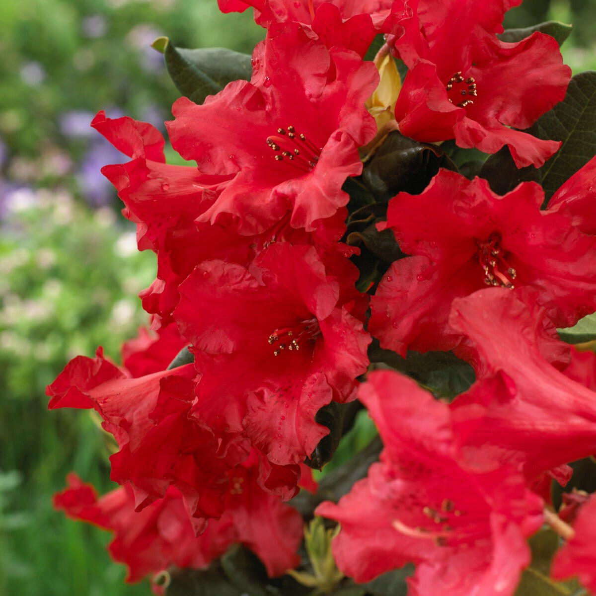 Rhododendron - Zwerg Alpenrose Baden-Baden - Rhododendron Baden Baden