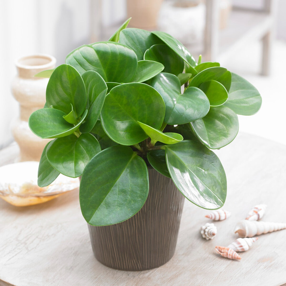 Peperomie grün - Peperomia green - Bakker