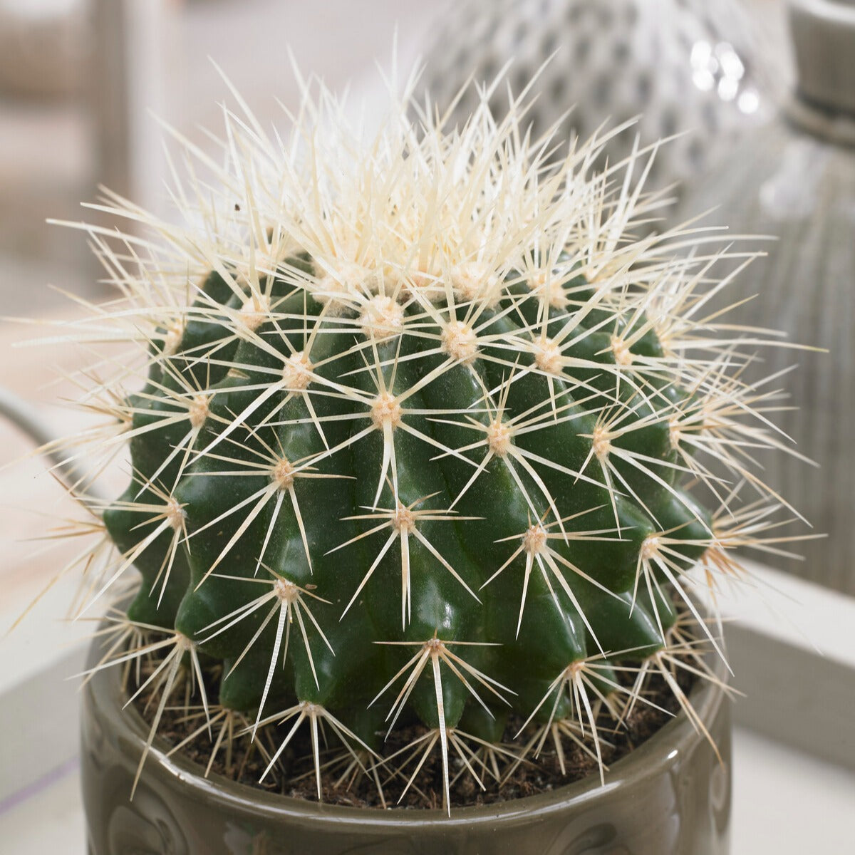 Cactus Echinocactus grusonii - Schwiegermutterstuhl Echinocactus grusonii - Kaktus und fette Pflanze