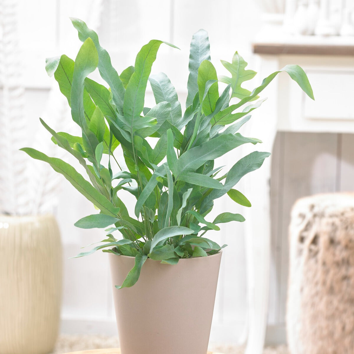 Blaufarn 'Blue Star' - Zimmerpflanzen - Bakker
