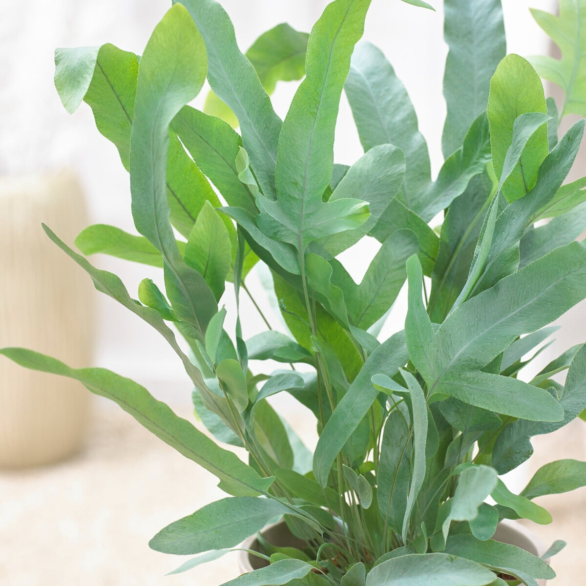 Verkauf Blaufarn 'Blue Star'
