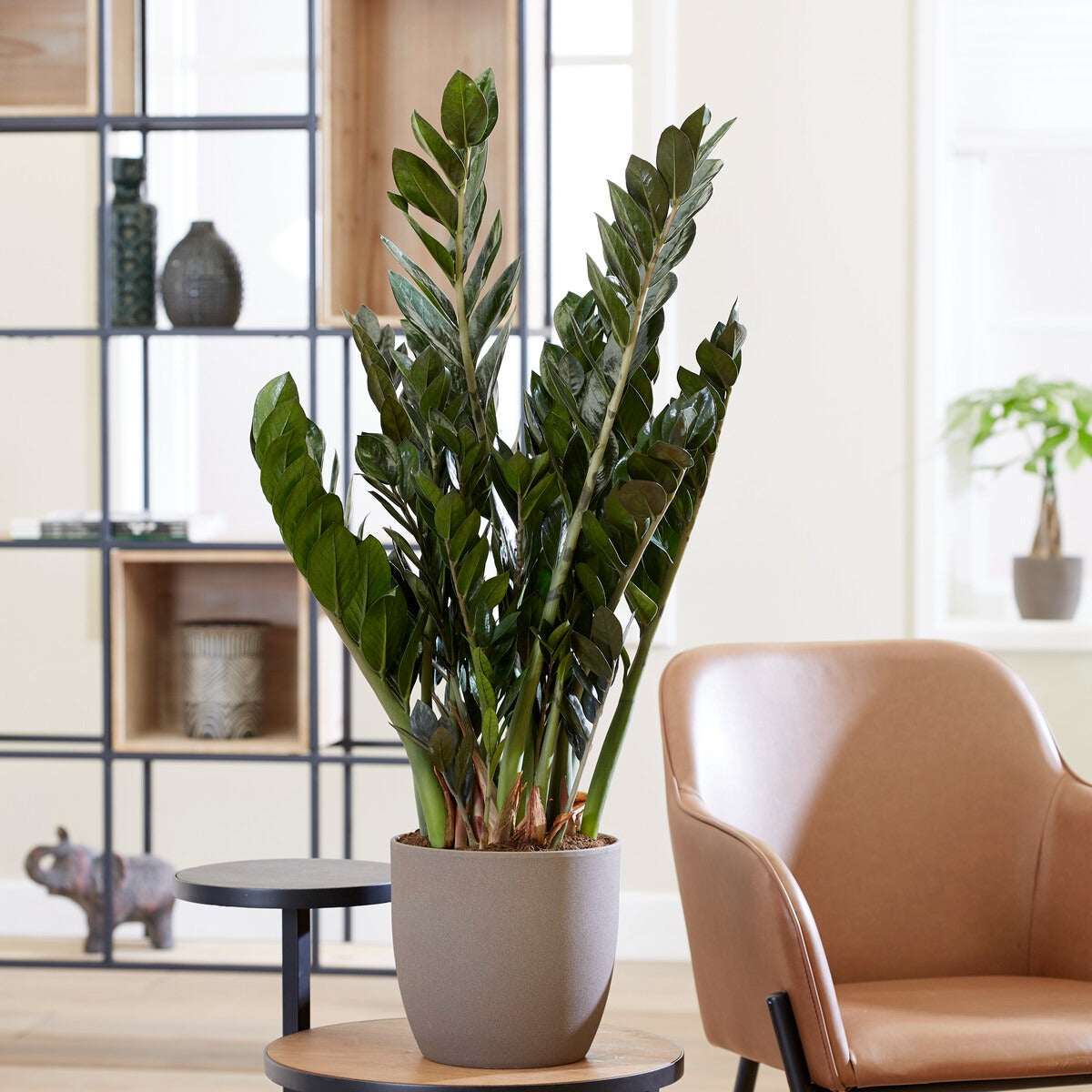 Glücksfeder - Zamioculcas zamiifolia - Bakker