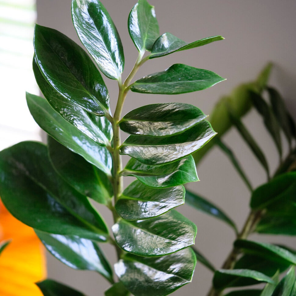 Verkauf Glücksfeder - Zamioculcas zamiifolia