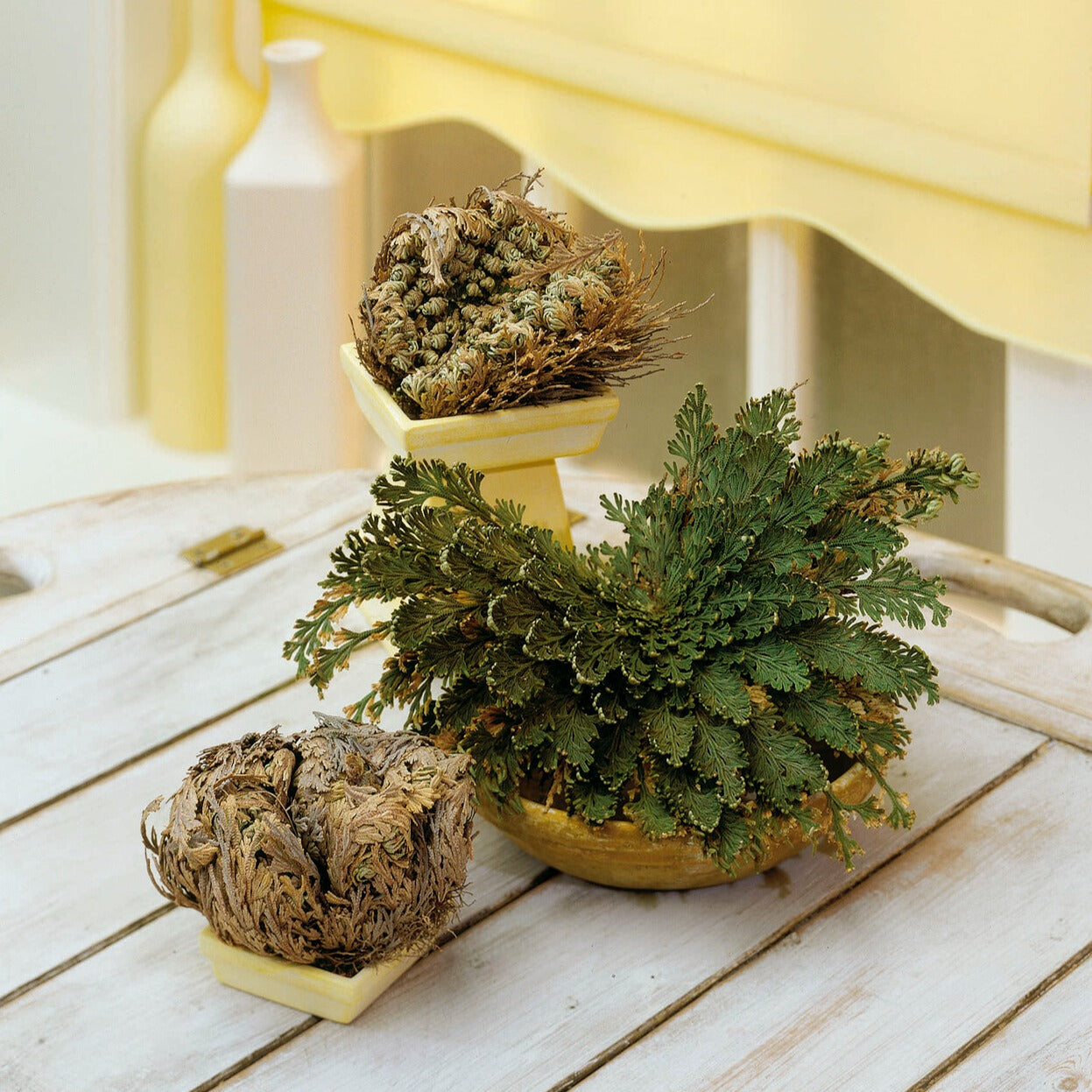 Echte Jerichorose - Selaginella lepidophylla - Bakker