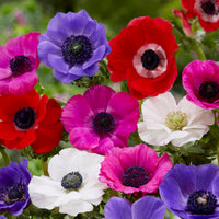 Packung mit 312 Blumenzwiebeln - Anemone, Brodiae, Gladiolus, Sparaxis, Freesia, Acidanthera - Bakker
