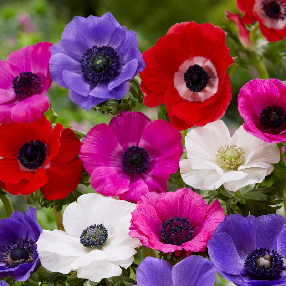 Packung mit 312 Blumenzwiebeln - Anemone, Brodiae, Gladiolus, Sparaxis, Freesia, Acidanthera - Bakker