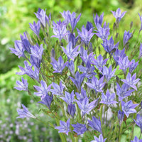 Anemone, Brodiae, Gladiolus, Sparaxis, Freesia, Acidanthera - Packung mit 312 Blumenzwiebeln - Pakete mit Blumenzwiebeln
