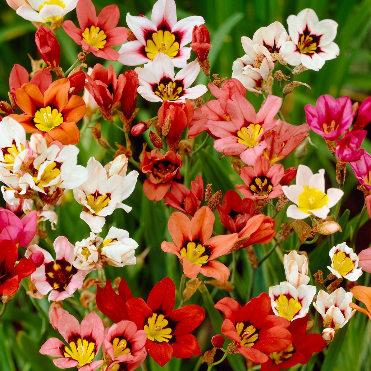 Verkauf Packung mit 312 Blumenzwiebeln - Anemone, Brodiae, Gladiolus, Sparaxis, Freesia, Acidanthera