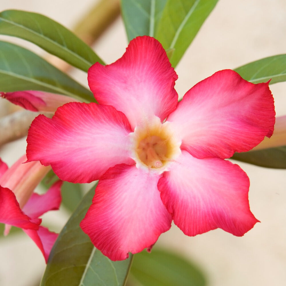 Wüstenrose in weißem Blumentopf - Adenium obesum - Bakker