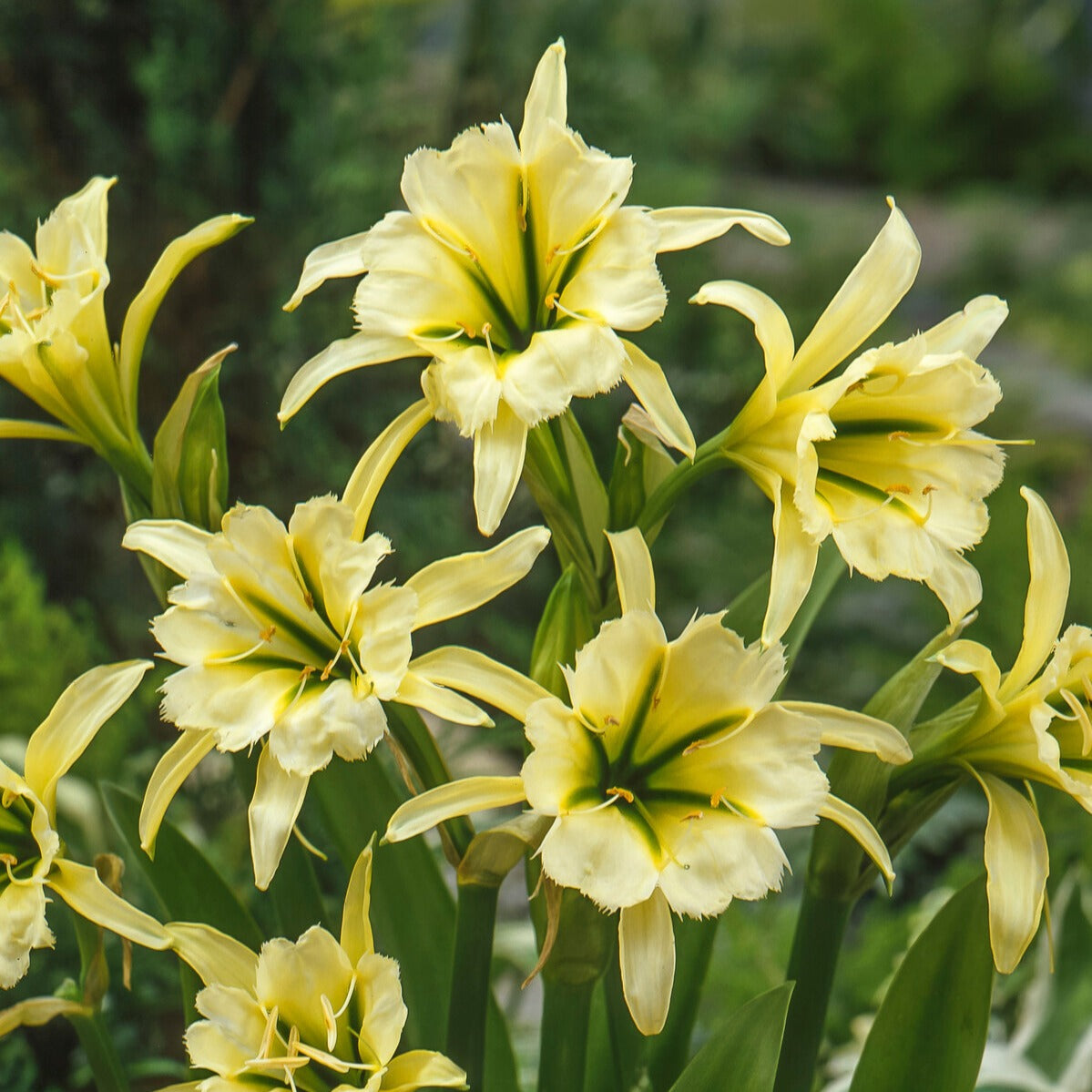 Ismene 'Sulphur Queen' (x2) - Hymenocallis festalis sulphur queen - Bakker