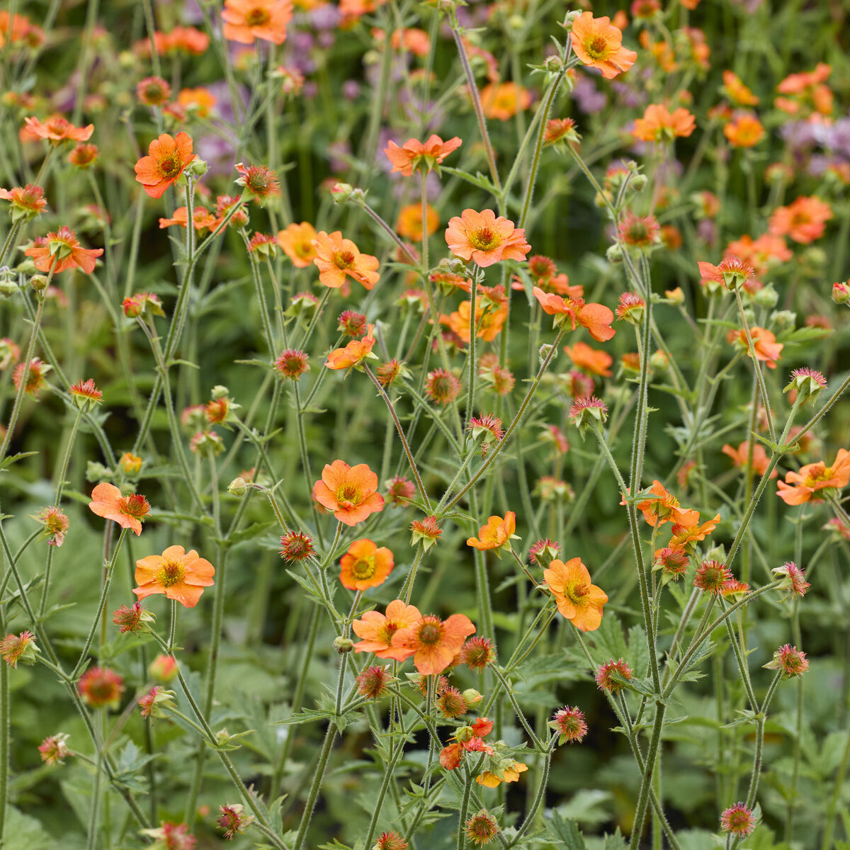 Nelkenwurz ‘Totally Tangerine’ - Bakker
