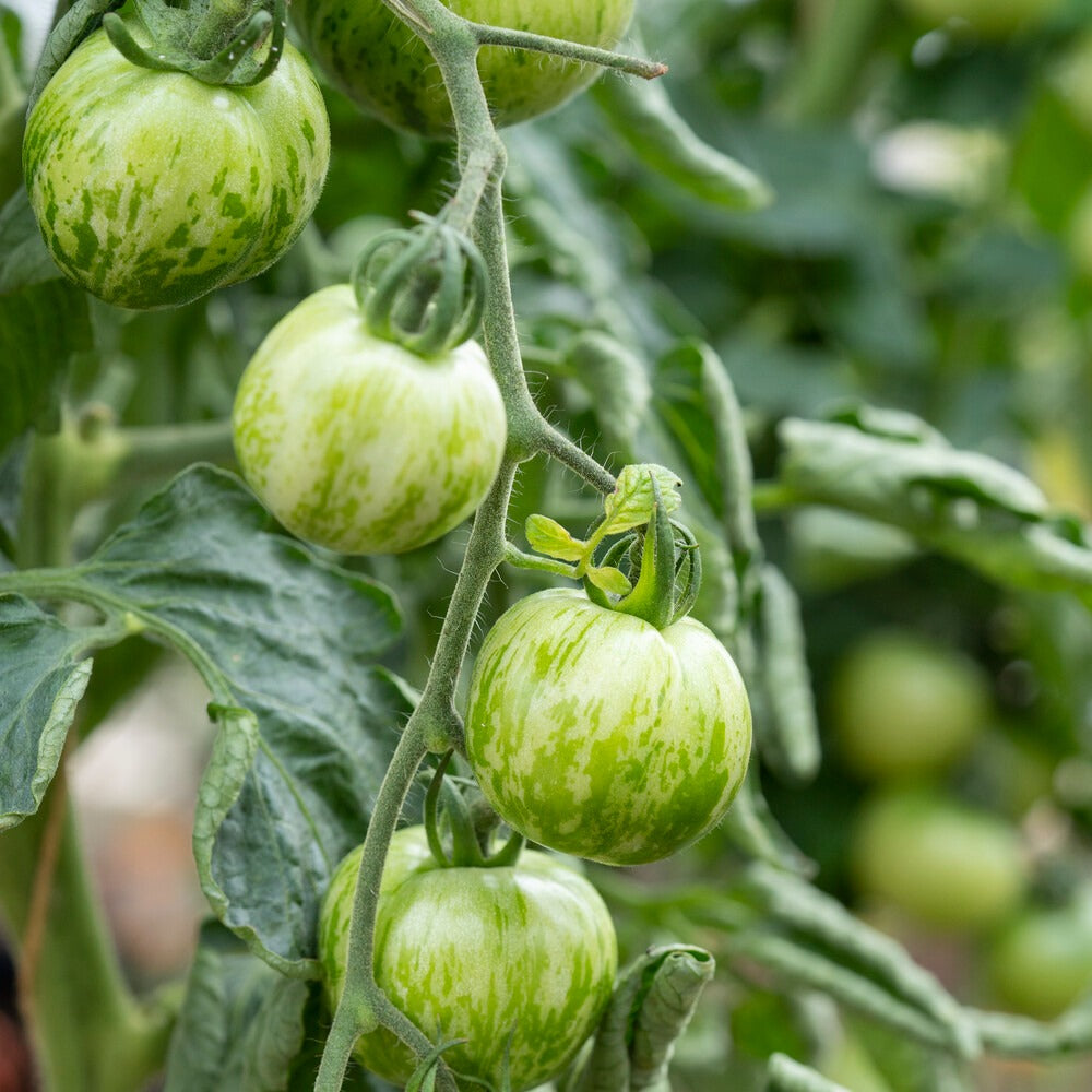 Tomate ‘Green Zebra’ - Bakker