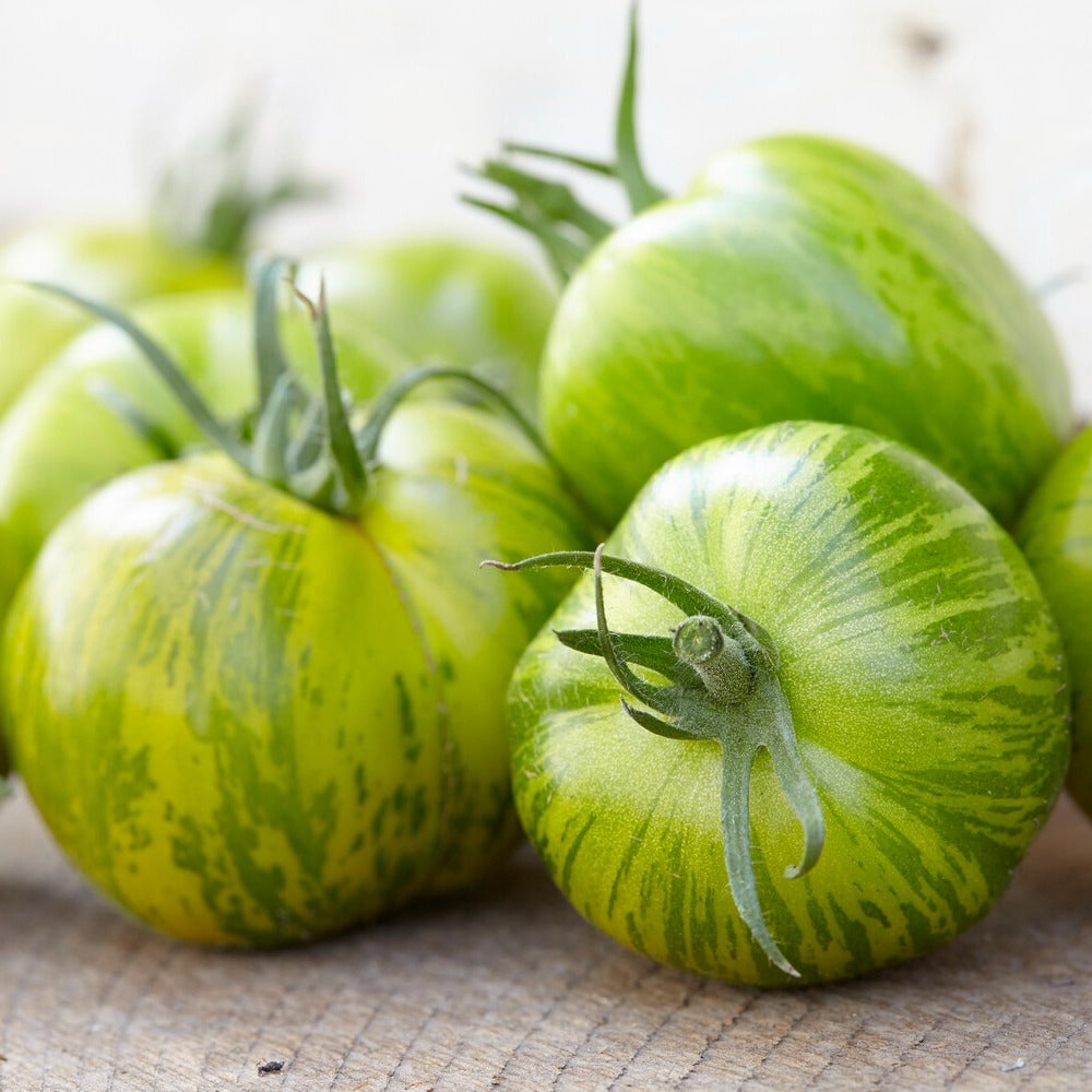 Tomate ‘Green Zebra’ - Lycopersicon lycopersicum Green Zebra - Bakker