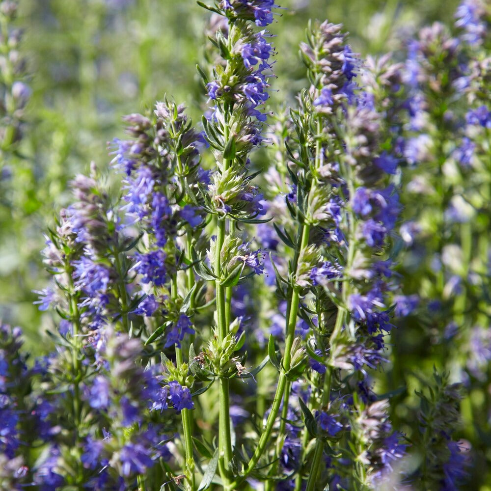 Ysop Bio - Bakker