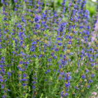 Ysop Bio - Hyssopus officinalis - Bakker