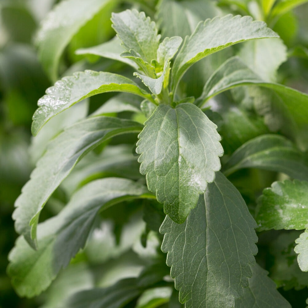 Süßkraut - Stevia rebaudiana - Bakker