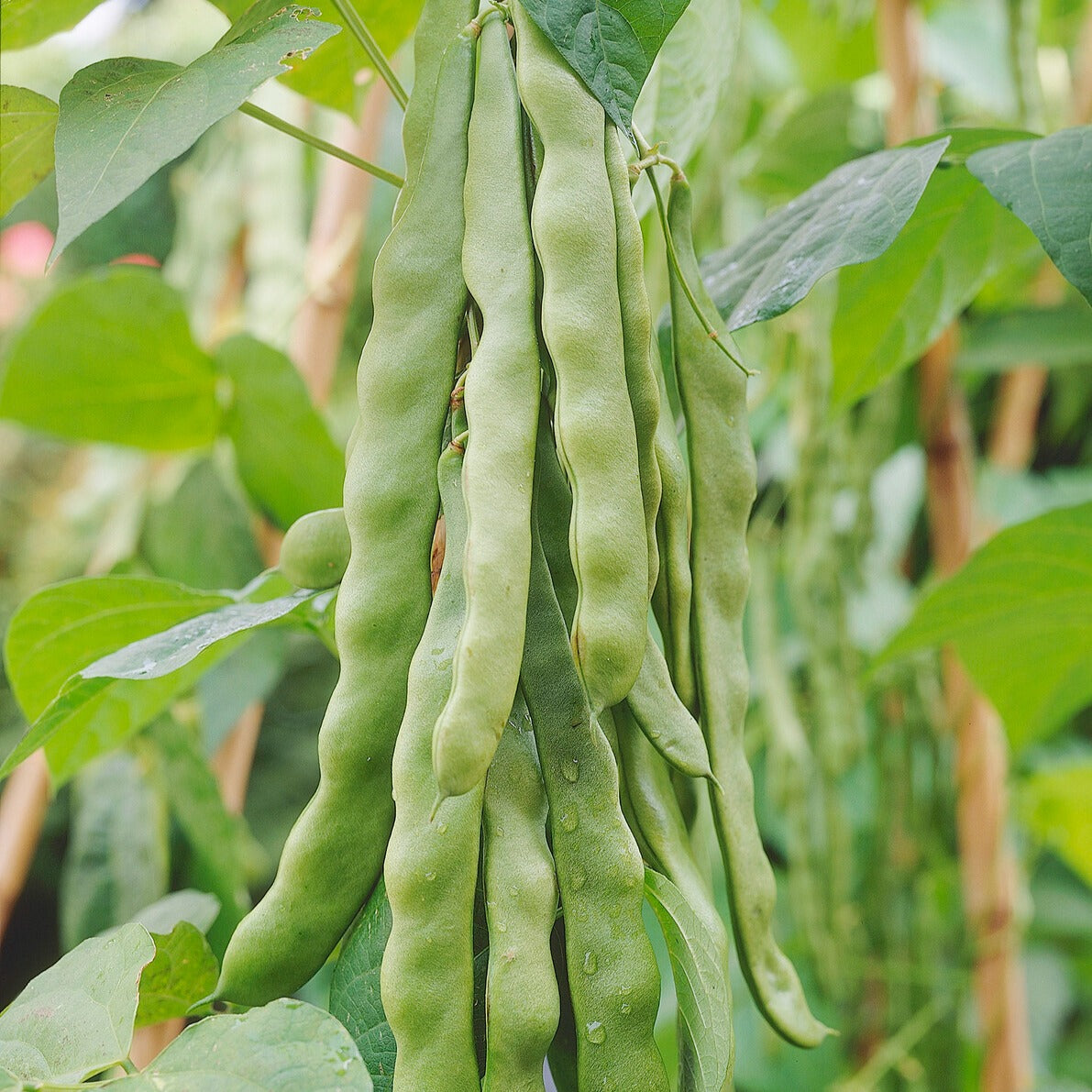 Stangenbohne ‘Helda’ - Phaseolus coccineus helda - Bakker