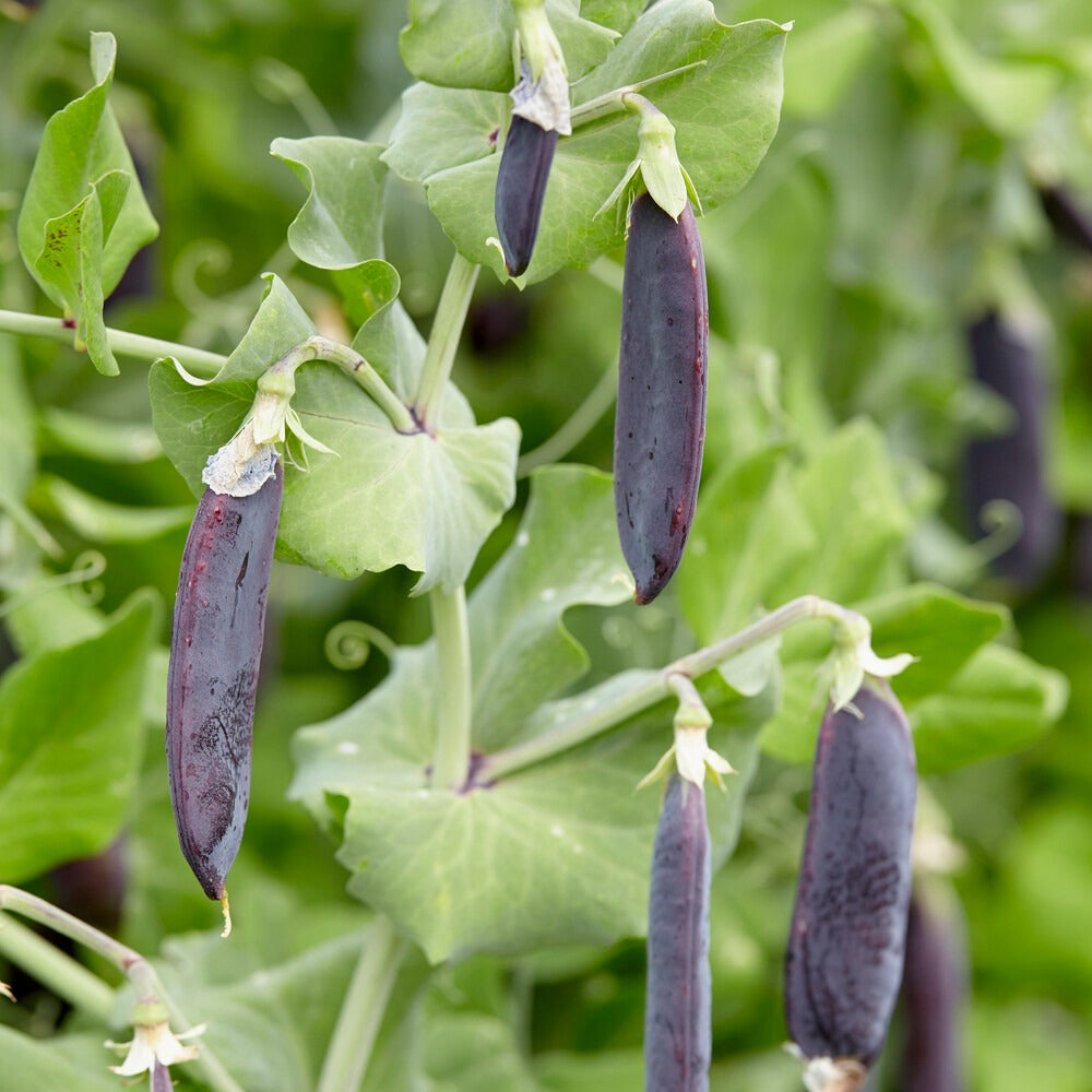 Zwergerbse Désirée - Pisum sativum désirée - Bakker