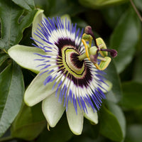 Blaue Passionsblume - Bakker
