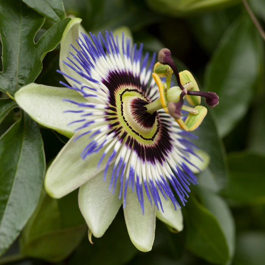 Blaue Passionsblume - Bakker