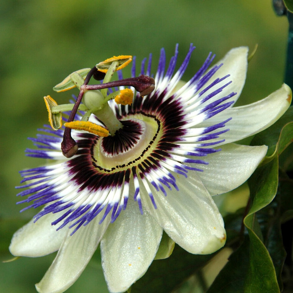 Blaue Passionsblume - Passiflora caerulea - Bakker