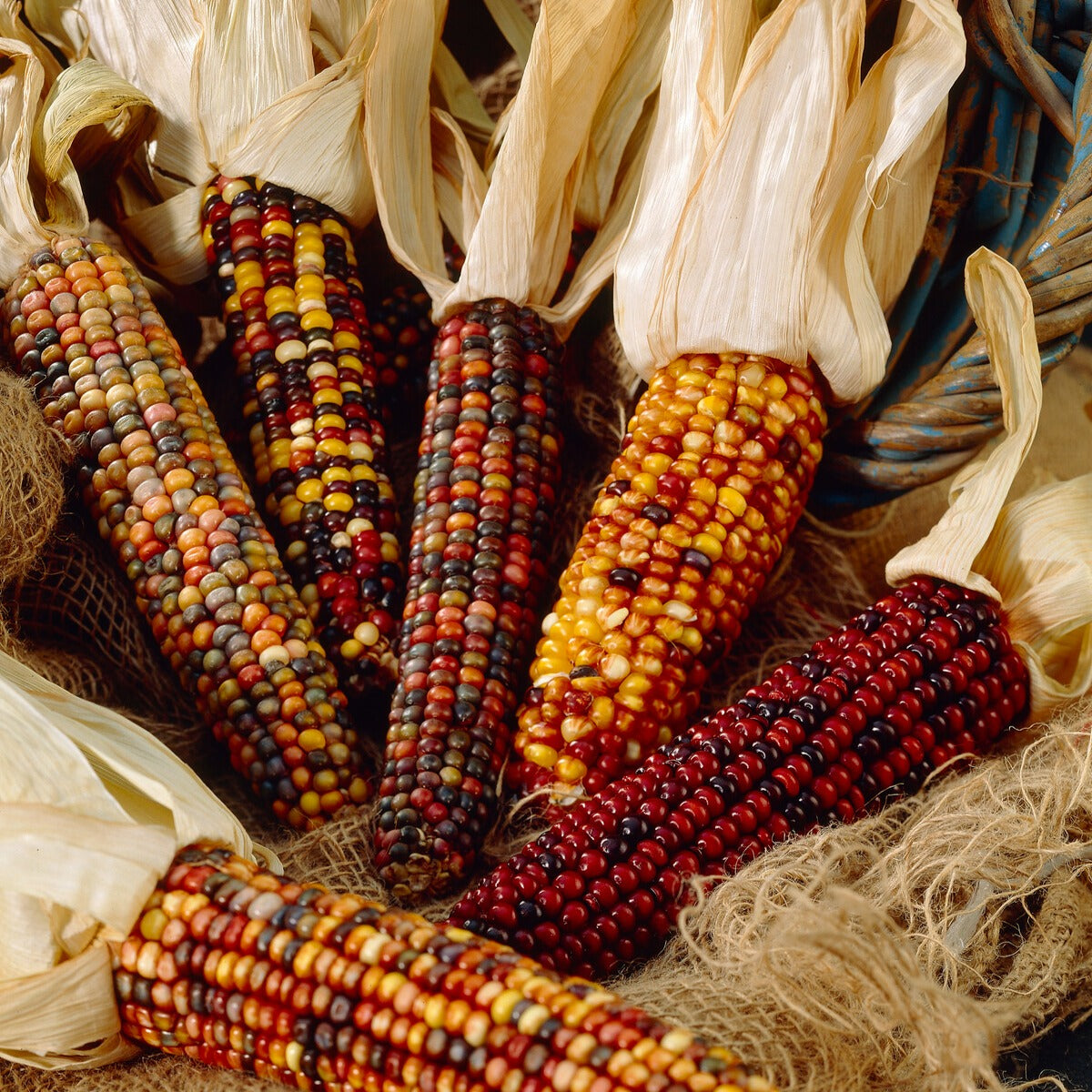 Ziermais Mischung - Zea mays japonica - Bakker