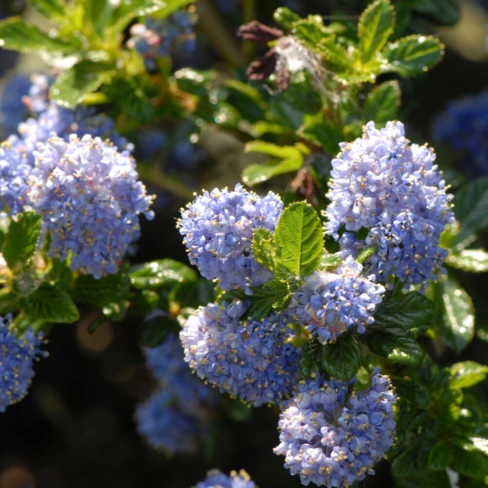 Säckelblume Blue Mound - Bakker