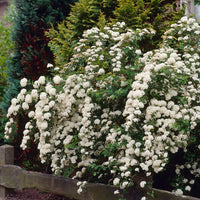 Nippon-Spierstrauch ‘Snowmound’ - Spiraea nipponica Snowmound - Bakker