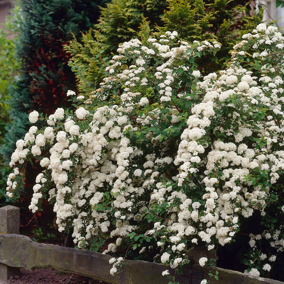 Nippon-Spierstrauch ‘Snowmound’ - Spiraea nipponica Snowmound - Bakker