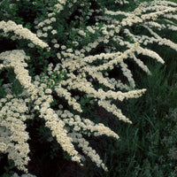 Spiraea nipponica Snowmound - Nippon-Spierstrauch ‘Snowmound’ - Spiraea