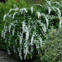 Spiraea - Nippon-Spierstrauch ‘Snowmound’ - Spiraea nipponica Snowmound