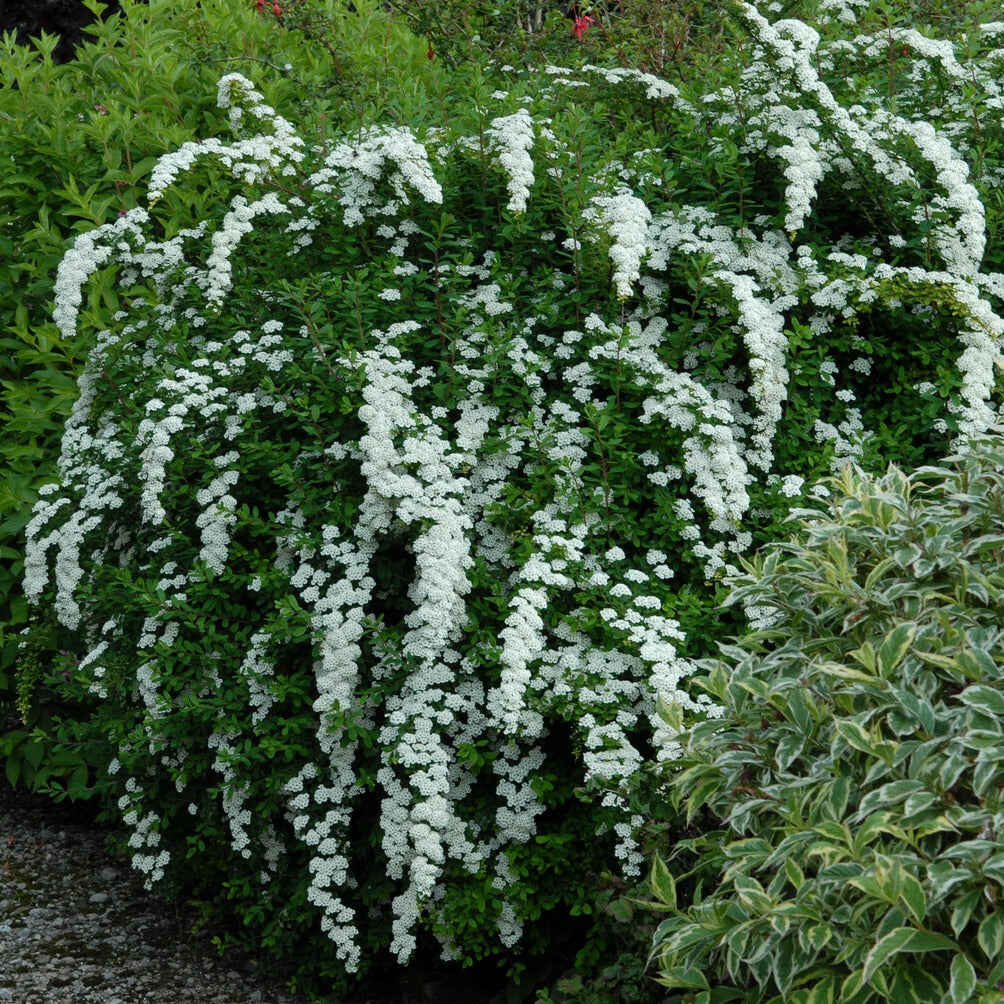 Spiraea - Nippon-Spierstrauch ‘Snowmound’ - Spiraea nipponica Snowmound