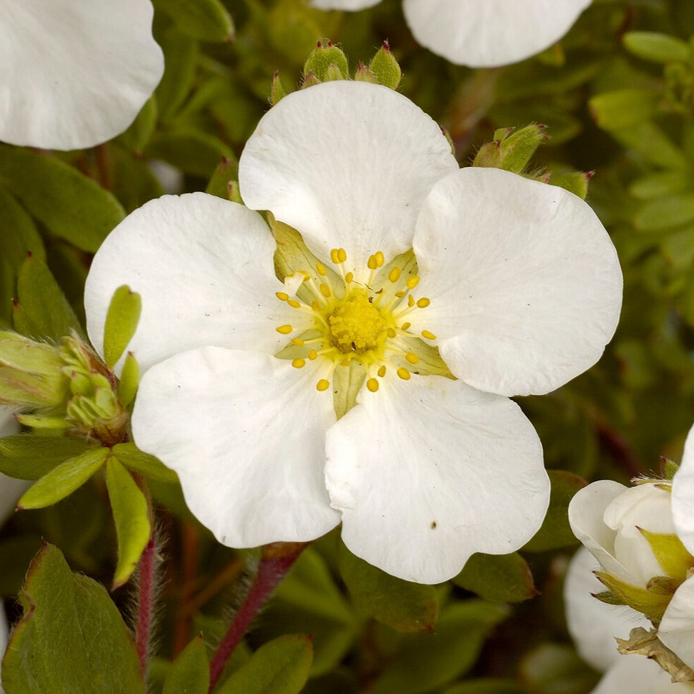 Fingerstrauch Abbotswood - Potentilla fruticosa Abbotswood - Bakker