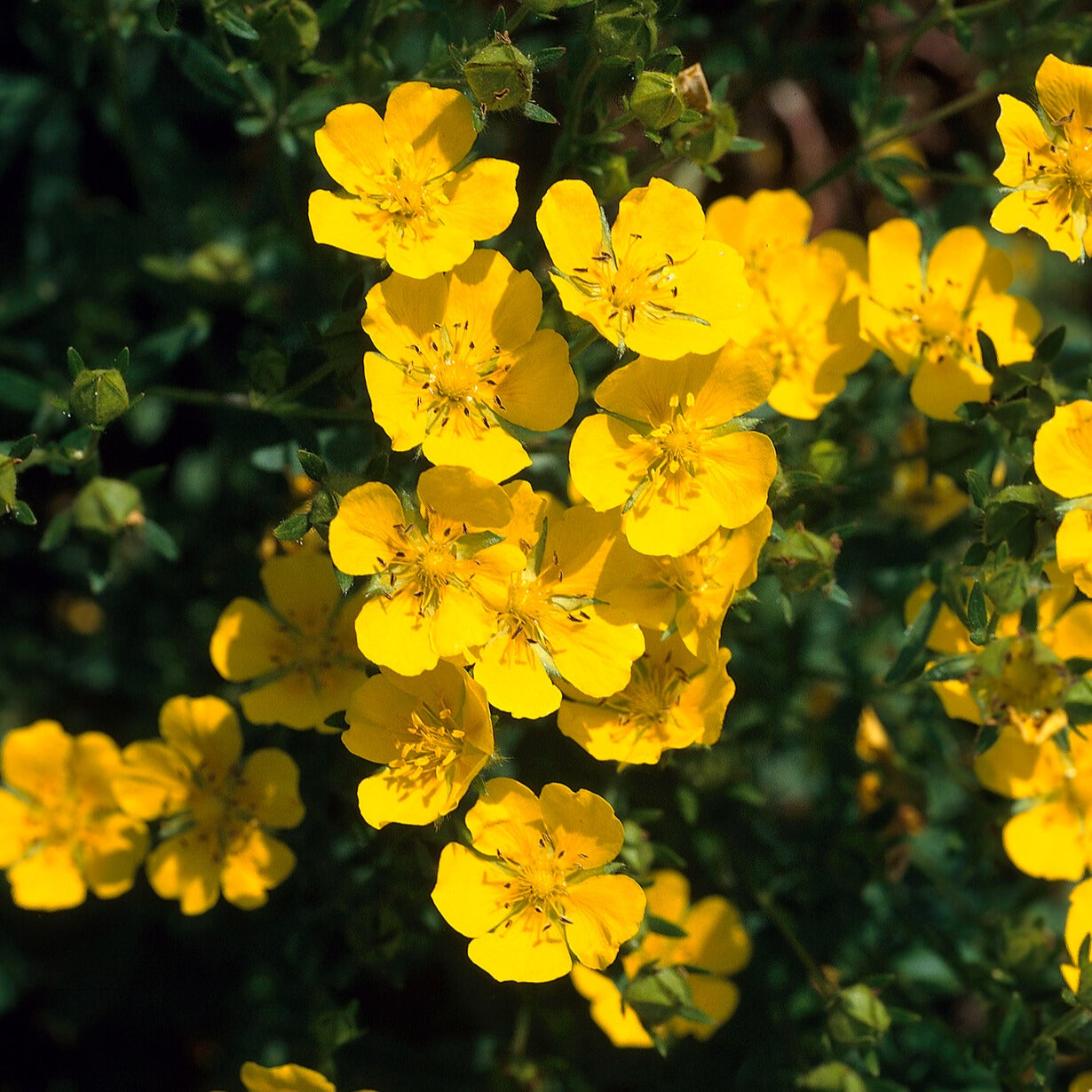Goldfinger-Fingerkraut - Potentilla fruticosa Goldfinger - Bakker