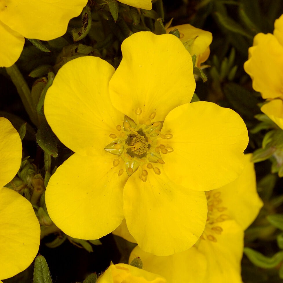 Potentilla fruticosa Goldfinger - Goldfinger-Fingerkraut - Blühende Sträucher