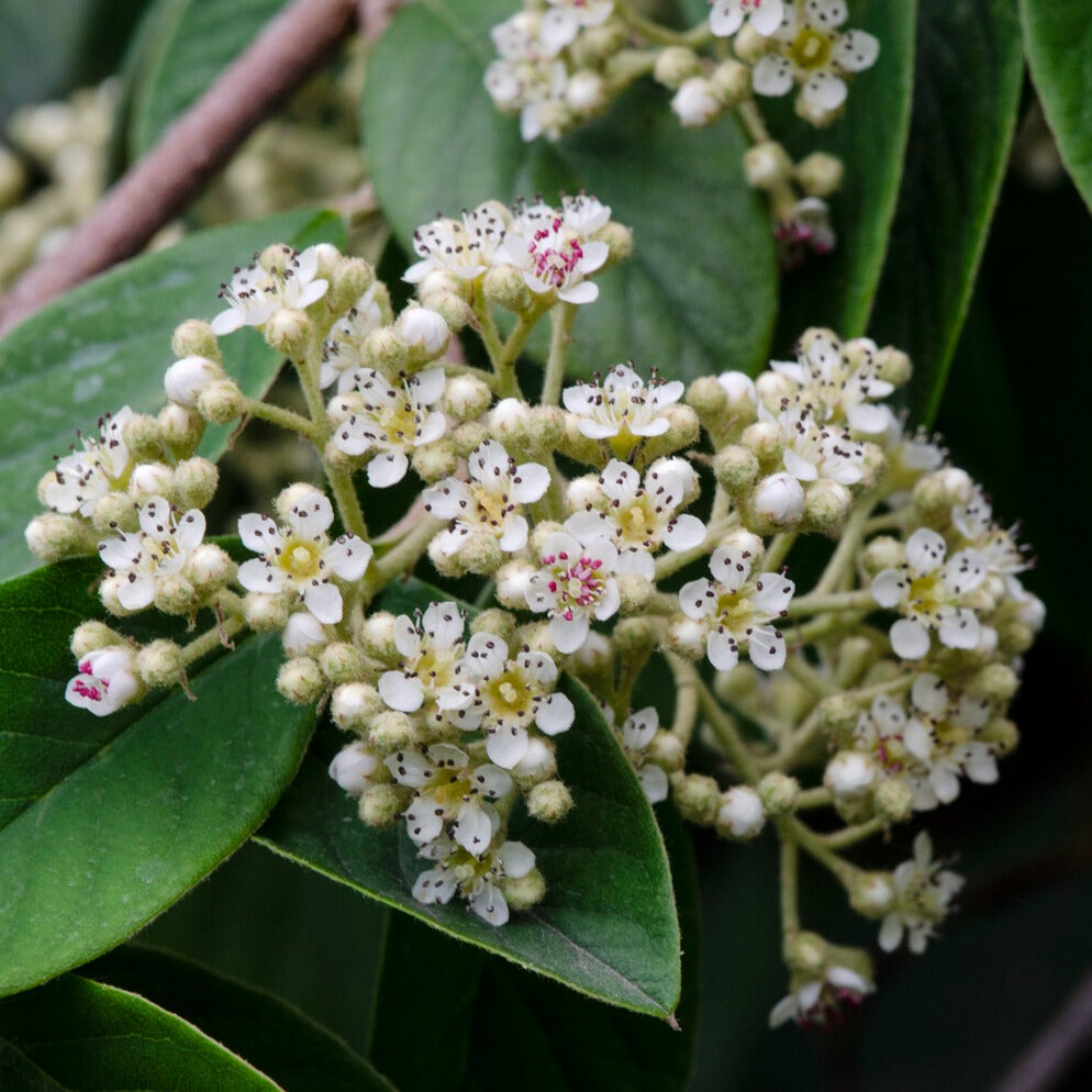 Späte Zwergmispel - Cotoneaster lacteus - Bakker