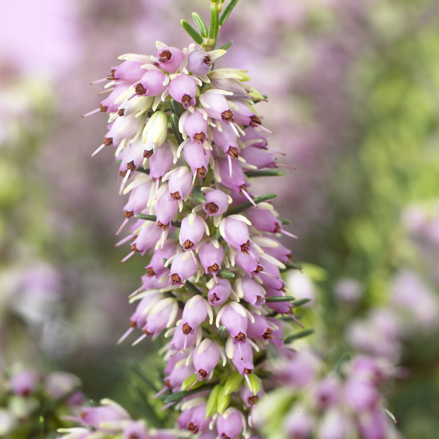 Heidekraut - Winterheide 'Darley Dale' - Erica darleyensis Darley Dale