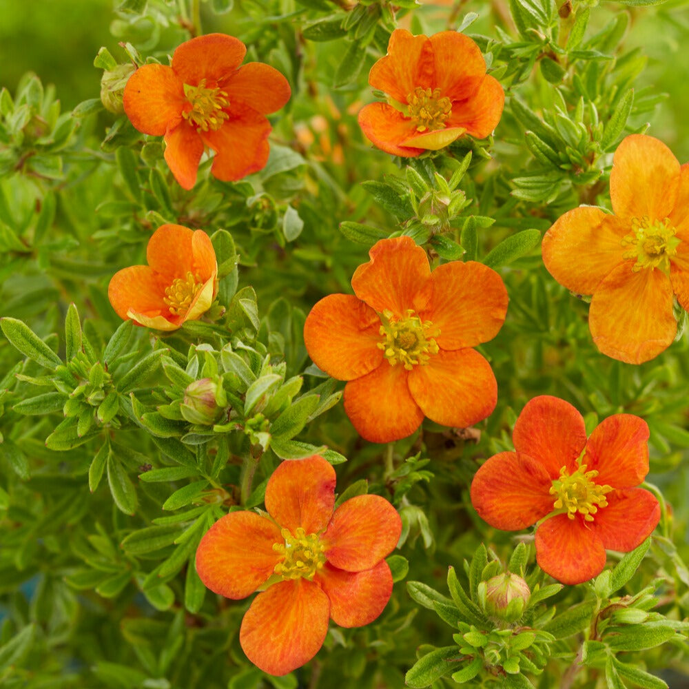 Fingerstrauch Bella Sol® - Potentilla fruticosa Bella Sol® - Bakker