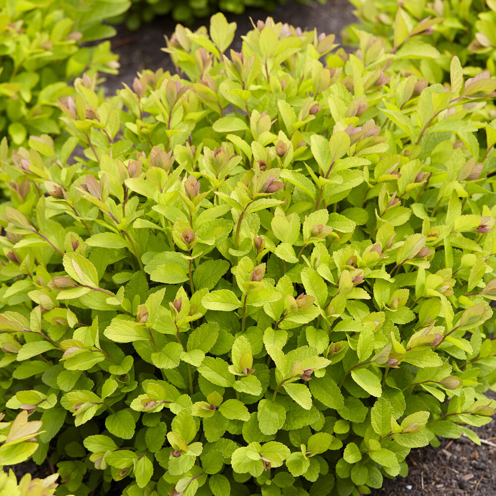 Verkauf Spirea Pink Sparkler® - Spiraea betulifolia Pink Sparkler®