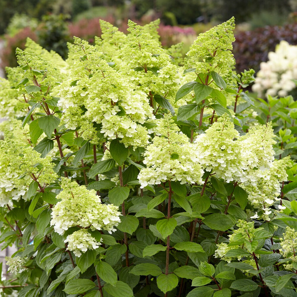 Rispenhortensie Magical® Moonlight - Bakker