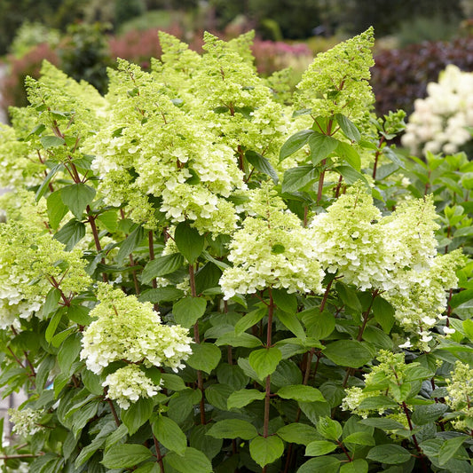 Rispenhortensie Magical® Moonlight - Bakker