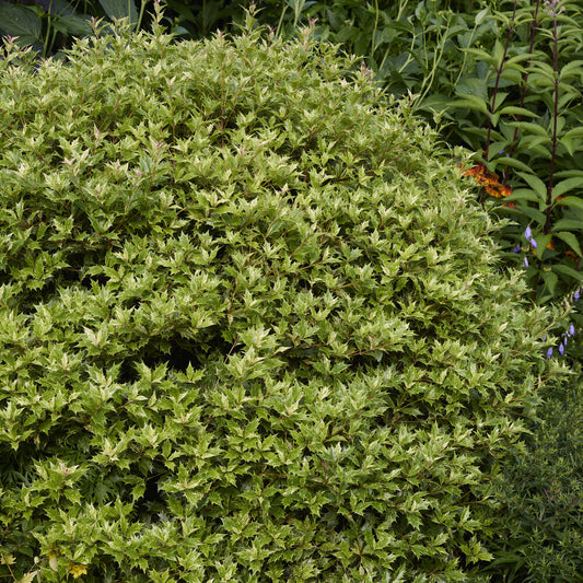 Osmanthus 'Goshiki' (buntlaubig) - Bakker