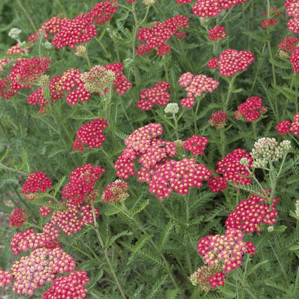 Achillea millefolium Cerise Queen - Schafgarbe ‘Cerise Queen’ - Blühende Stauden