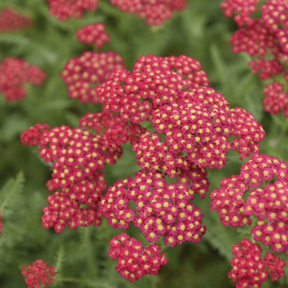 Schafgarbe Paprika - Achillea millefolium Paprika - Bakker