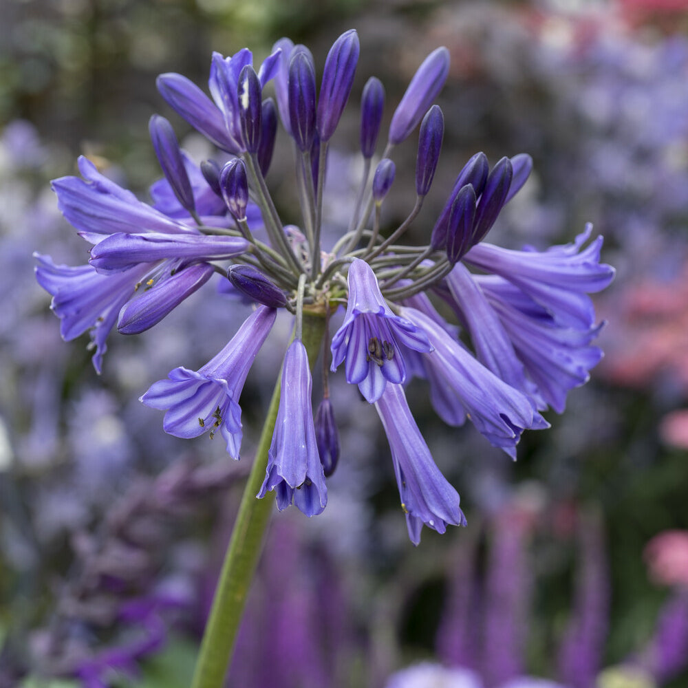 Schmucklilie Black Pantha - Agapanthus Black Pantha - Bakker